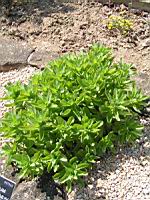 Hylotelephium maximum (fam Crassulacees) (Europe) (1) (Photo F. Mrugala)